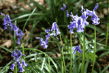 Blubells